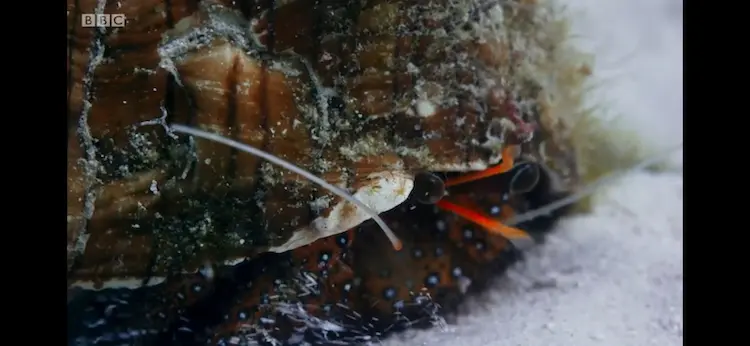 White-spotted hermit crab (Dardanus megistos) as shown in Blue Planet II - Coral Reefs